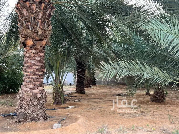استراحة للبيع في شارع الشقه العليا 1355, حي الشقة العليا, مدينة بريدة, منطقة القصيم 18