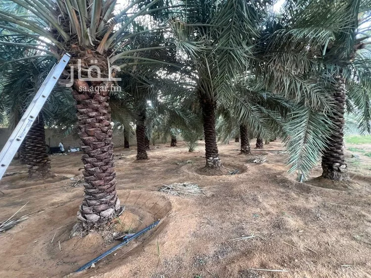 استراحة للبيع في شارع الشقه العليا 1355, حي الشقة العليا, مدينة بريدة, منطقة القصيم 25