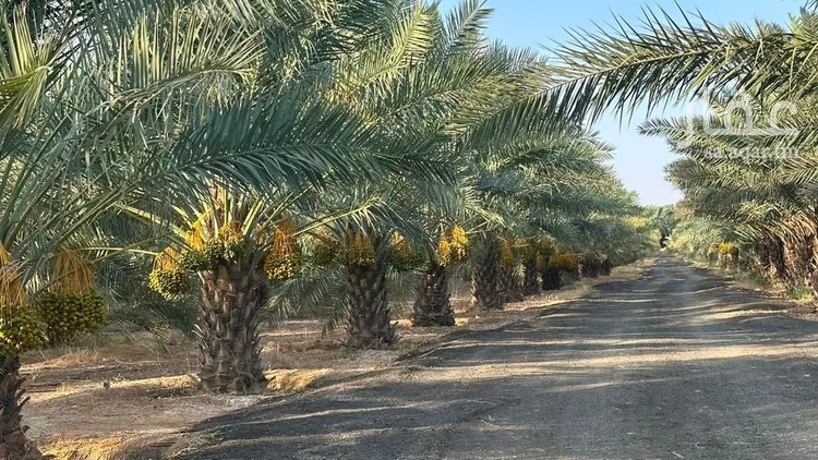 مزرعة للبيع في حي القصر, مدينة القصر, منطقة حائل 21