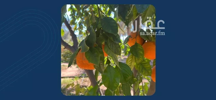مزرعة للبيع في شارع شارع , حي فيضه بن حميد, مدينة فيضه بن حميد, منطقة القصيم