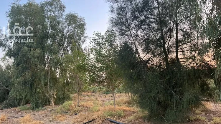 مزرعة للبيع في حي الودى, مدينة ودي الحزم الودي, منطقة حائل صورة 2