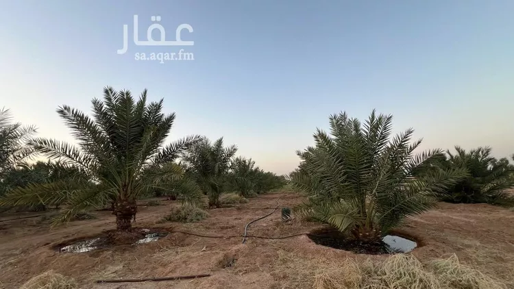 مزرعة للبيع في شارع شارع, حي الودى, مدينة ودي الحزم   الودي, منطقة حائل 17