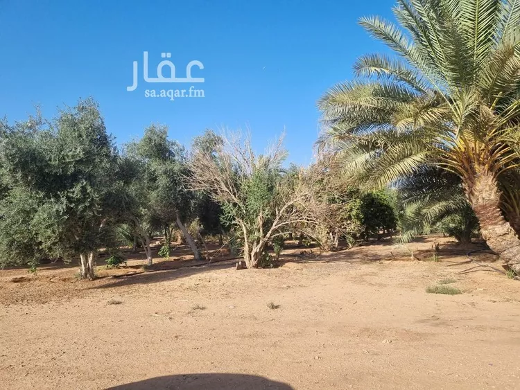 مزرعة للبيع في شارع, حي بقعاء الشرقية(سهلة الفزير), مدينة بقعاء, منطقة حائل 21