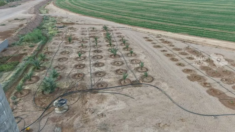 Farm for Sale in AlShinana Al Aziziyah 9