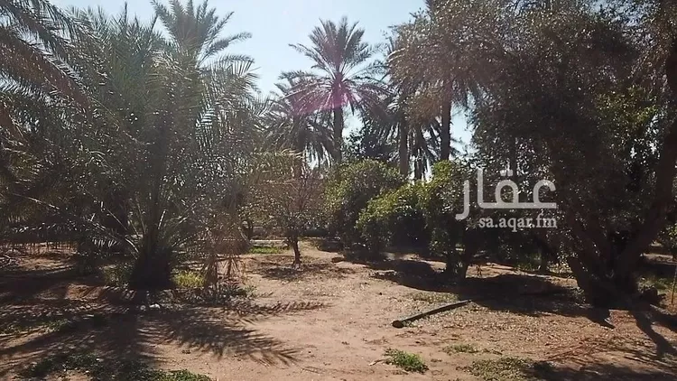 مزرعة للبيع في شارع شارع , حي فيضه بن حميد, مدينة فيضه بن حميد, منطقة القصيم صورة 4