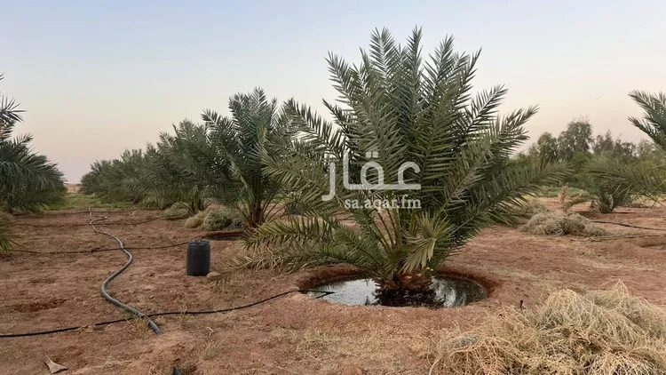 مزرعة للبيع في حي الودى, مدينة ودي الحزم الودي, منطقة حائل صورة 5