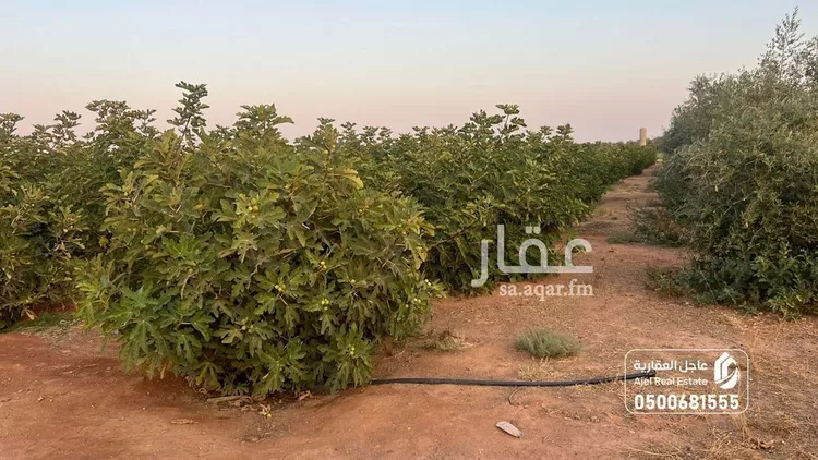 مزرعة للبيع في شارع شارع , حي مزارع الوبريات, مدينة مزارع الوبريات, منطقة حائل صورة 5