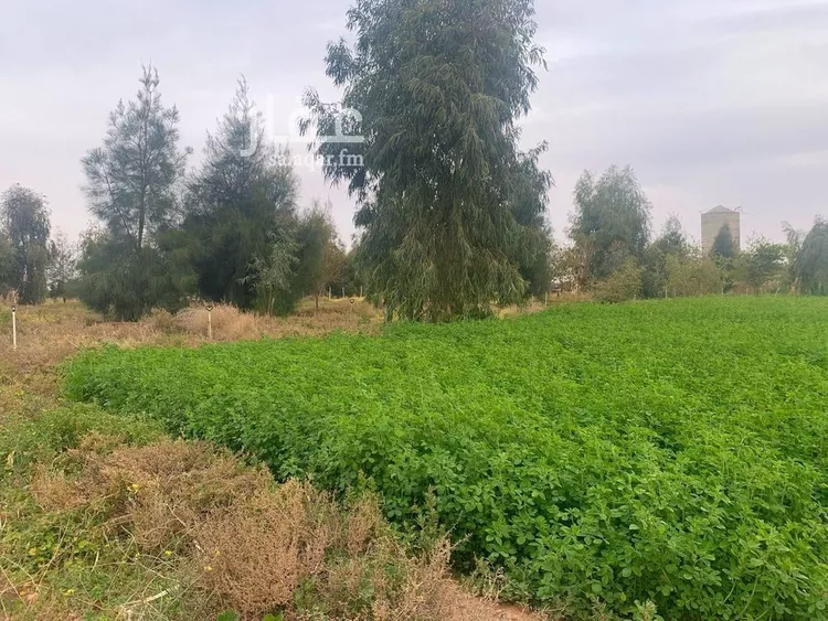 مزرعة للبيع في شارع شارع, حي الودى, مدينة ودي الحزم   الودي, منطقة حائل 25