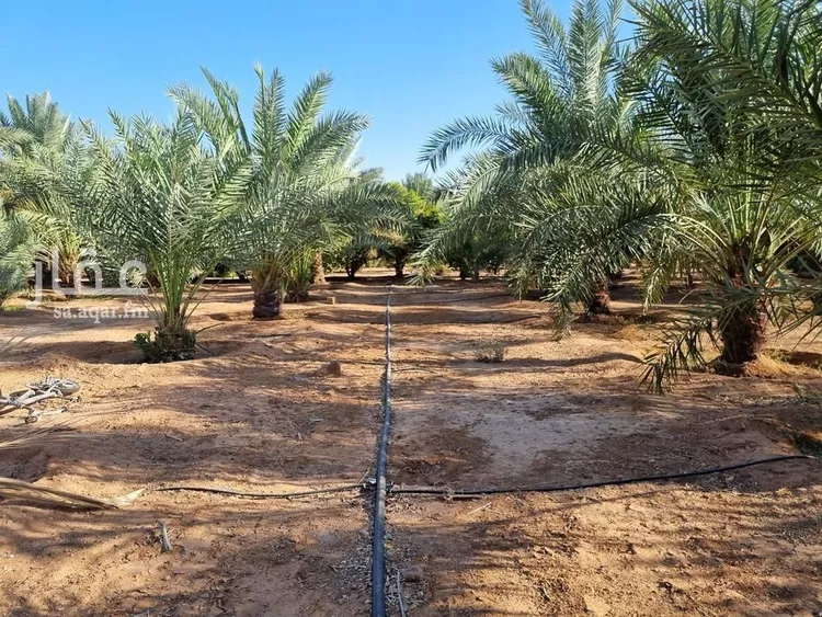 مزرعة للبيع في شارع, حي بقعاء الشرقية(سهلة الفزير), مدينة بقعاء, منطقة حائل 10