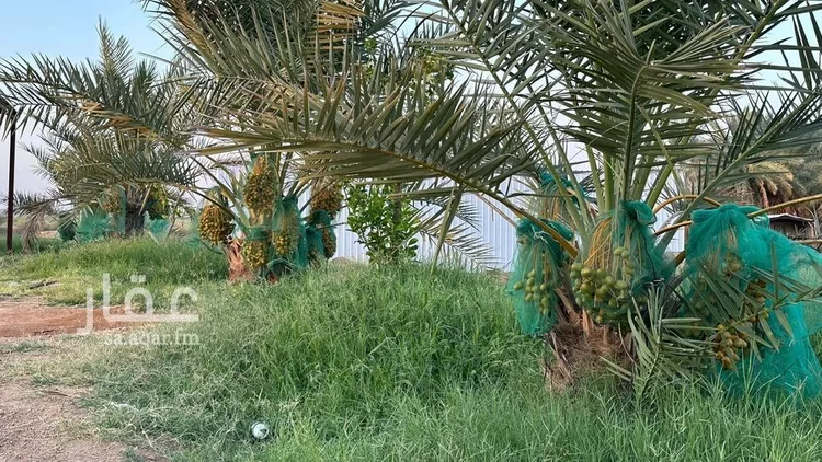 مزرعة للبيع في شارع ترابي, حي الفويلق رقم(1), مدينة الفويلق رقم 1, منطقة حائل 20