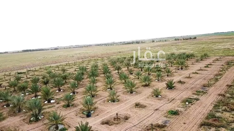 مزرعة للبيع في حي الودى, مدينة ودي الحزم الودي, منطقة حائل صورة 3