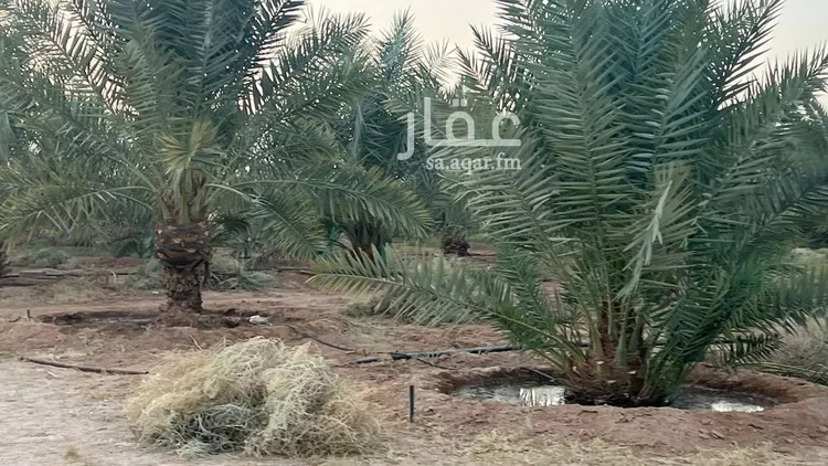 مزرعة للبيع في شارع شارع, حي الودى, مدينة ودي الحزم   الودي, منطقة حائل 23