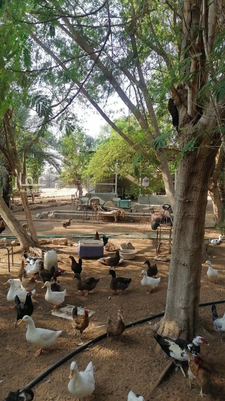 مزرعة للبيع في شارع بكر ابن عبدالله ابن الربيع الانصاري, حي مزارع واشله, مدينة الرياض, منطقة الرياض 11