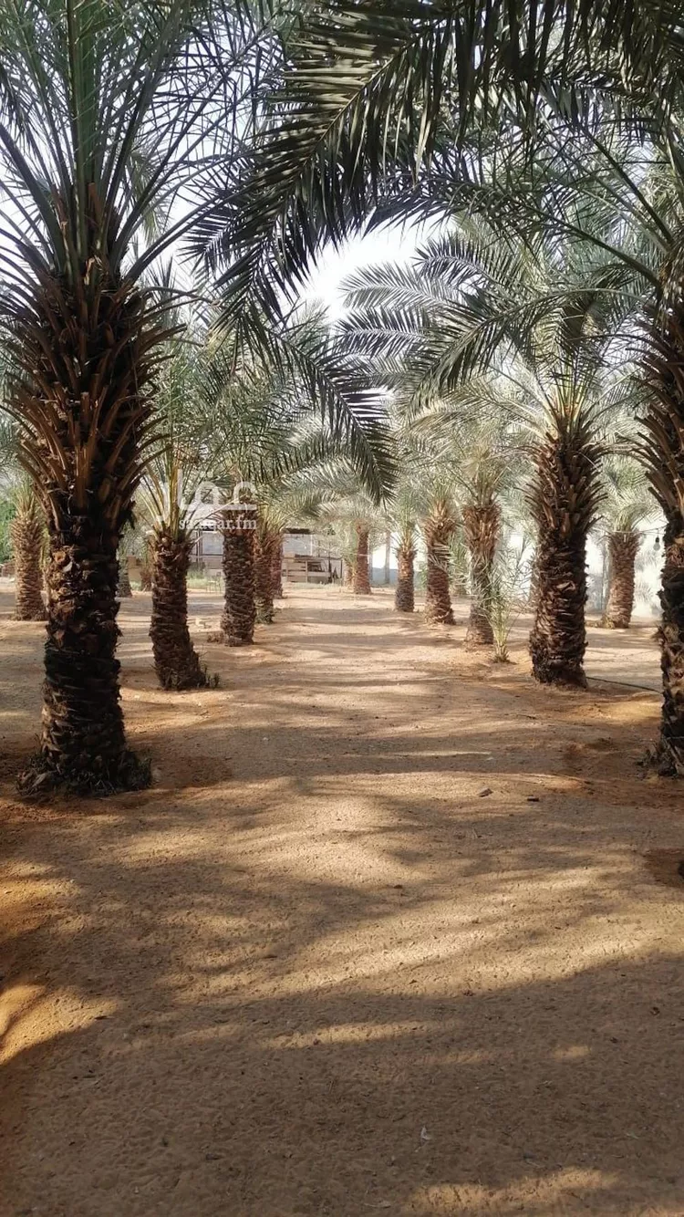 مزرعة للبيع في شارع بكر ابن عبدالله ابن الربيع الانصاري, حي مزارع واشله, مدينة الرياض, منطقة الرياض 10