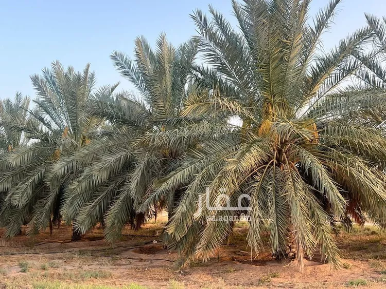 مزرعة للبيع في شارع شارع , حي مزارع شرق البطين, مدينة مزارع شرق البطين, منطقة القصيم صورة 2