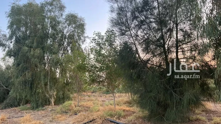 مزرعة للبيع في شارع شارع, حي الودى, مدينة ودي الحزم   الودي, منطقة حائل 12