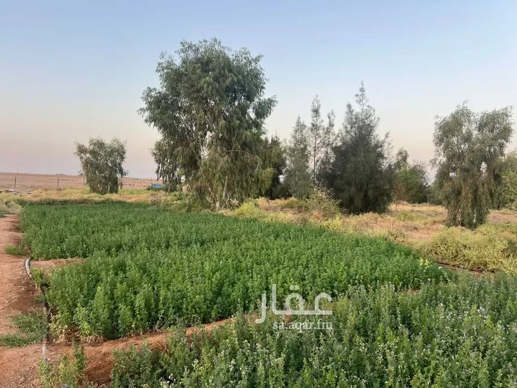 مزرعة للبيع في شارع شارع, حي الودى, مدينة ودي الحزم   الودي, منطقة حائل 21