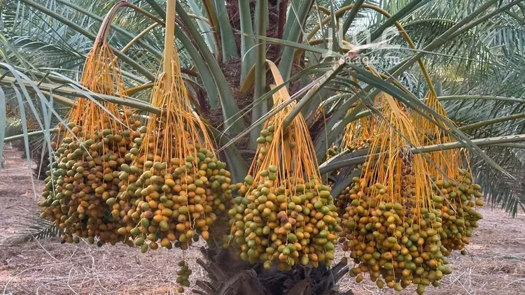 مزرعة للبيع في حي القصر, مدينة القصر, منطقة حائل 13