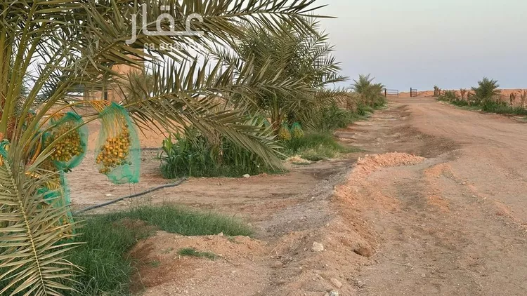 مزرعة للبيع في شارع ترابي, حي الفويلق رقم(1), مدينة الفويلق رقم 1, منطقة حائل 21
