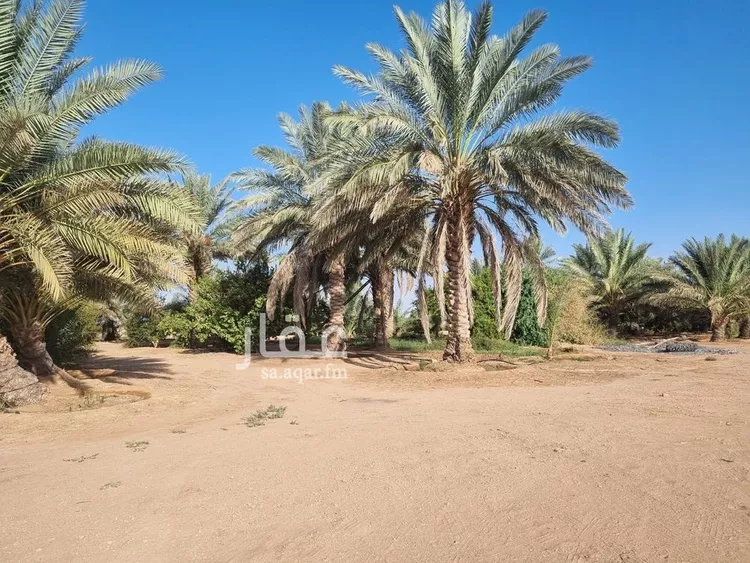 مزرعة للبيع في شارع, حي بقعاء الشرقية(سهلة الفزير), مدينة بقعاء, منطقة حائل 8