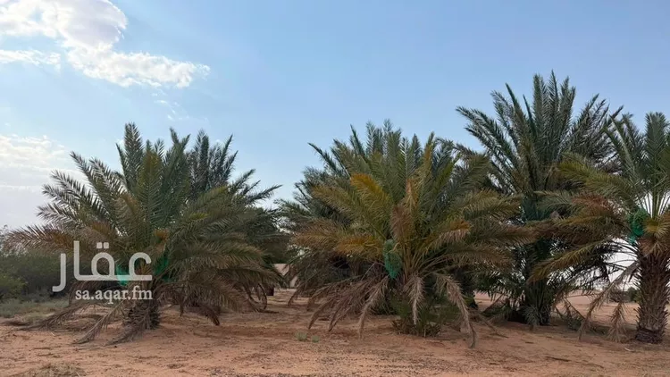 مزرعة للبيع في شارع, حي مزارع ابو غيل, مدينة مزارع ابو غيل, منطقة حائل 10