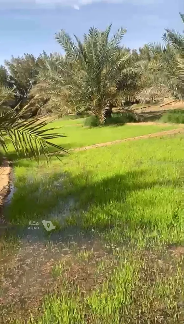 مزرعة للبيع في شارع ارض الجربوع, حي مليح, مدينة الغاط - مليح, منطقة الرياض صورة 4