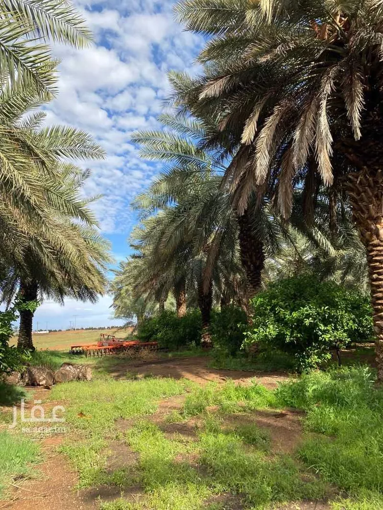 Farm for Sale in Hail An Nasim صورة 3