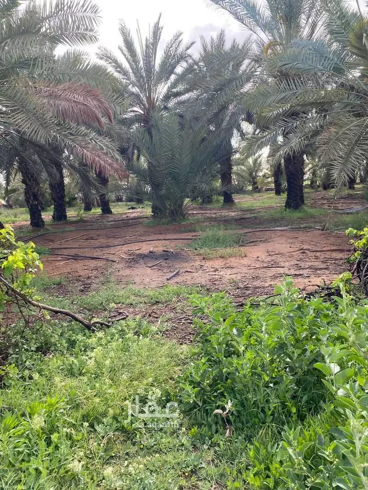 Farm for Sale in Hail An Nasim صورة 2