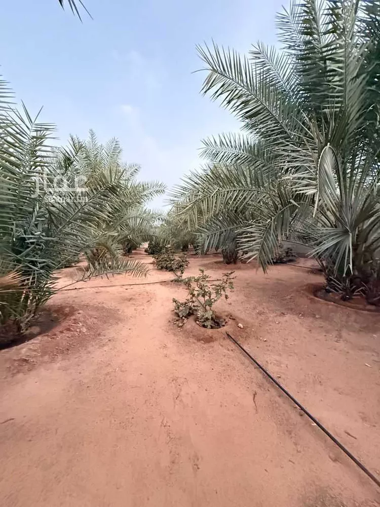 مزرعة للبيع في شارع السيف الآمدي, حي الرمال, مدينة عنيزة, منطقة القصيم صورة 5