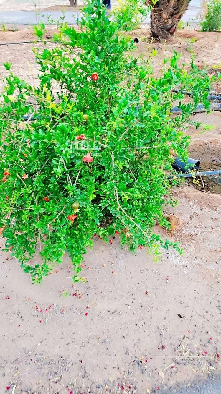 استراحة للبيع في شارع عبدالله ابن مالك العبسي, حي تبراك, مدينة الجله, منطقة الرياض صورة 3