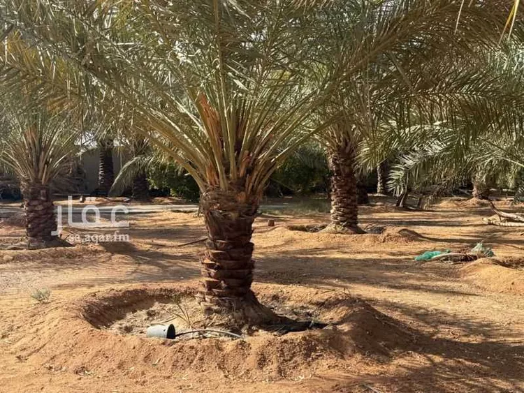 مزرعة للبيع في شارع سالم بن عبيد, حي تبراك, مدينة الجلة, منطقة الرياض 10