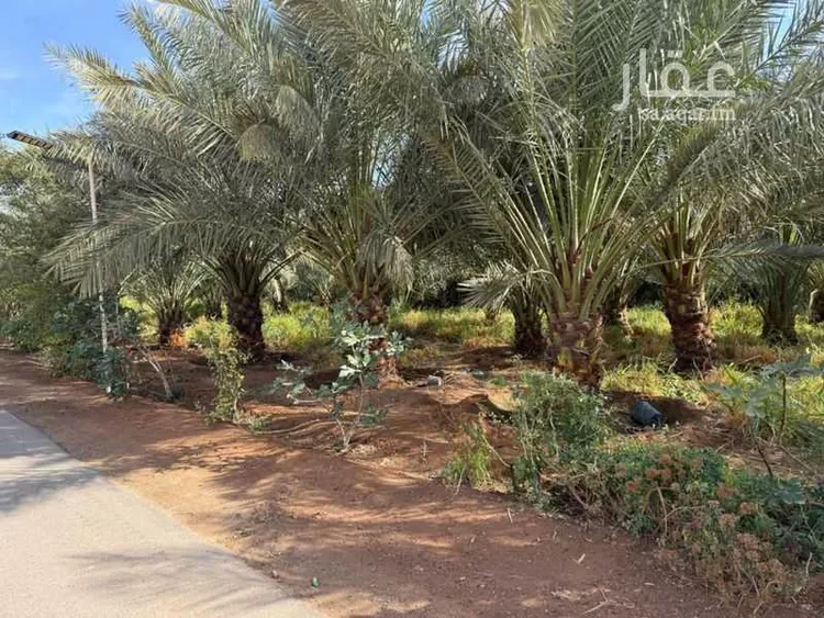مزرعة للبيع في شارع سالم بن عبيد, حي تبراك, مدينة الجلة, منطقة الرياض 14