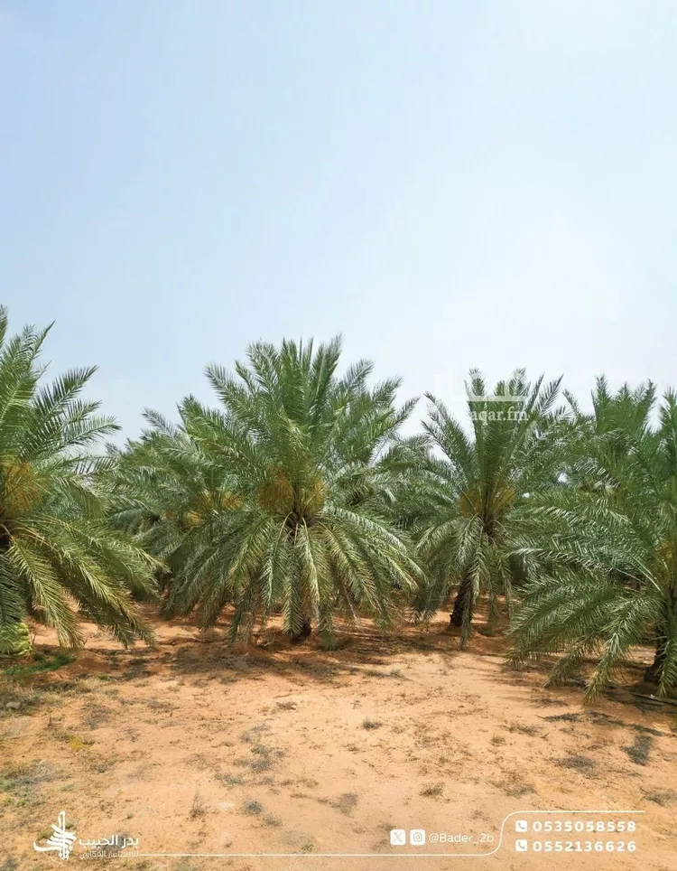 استراحة للبيع في شارع عام, مدينة امهات الذيابه, منطقة القصيم صورة 4