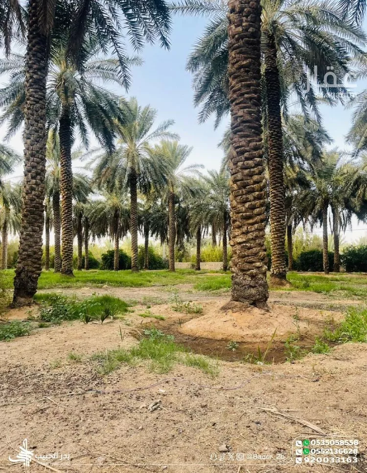 مزرعة للبيع في شارع عام, حي الشيحيه, مدينة الشيحيه, منطقة القصيم 13