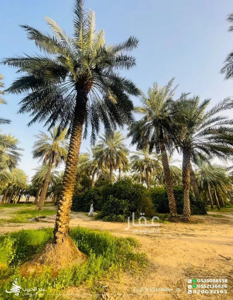 مزرعة للبيع في شارع عام, حي الشيحيه, مدينة الشيحيه, منطقة القصيم 12