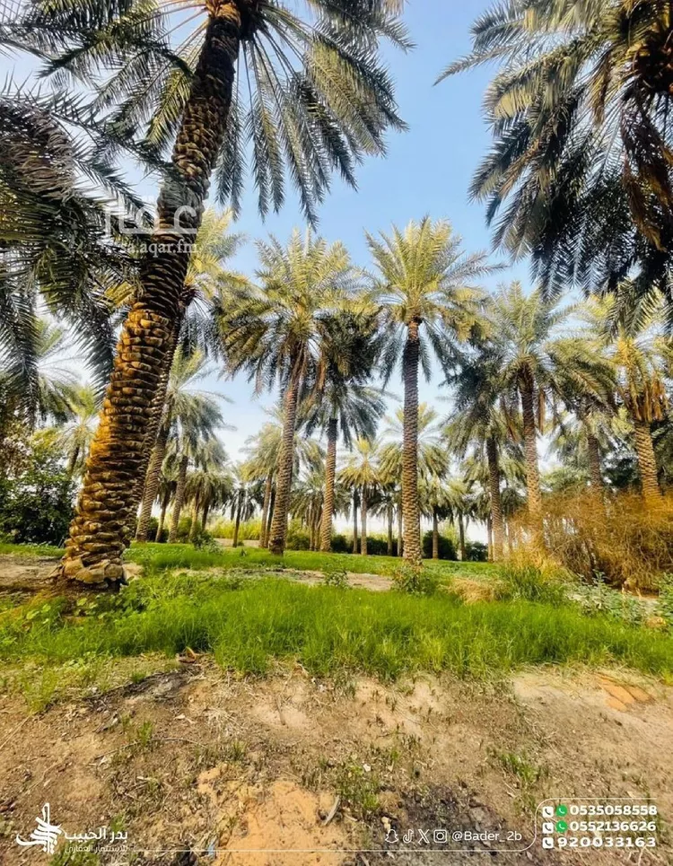 مزرعة للبيع في شارع عام, حي الشيحيه, مدينة الشيحيه, منطقة القصيم 14