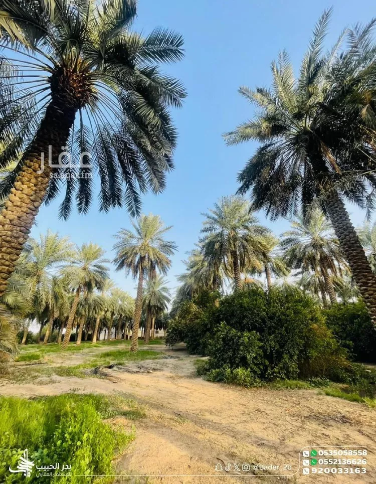 مزرعة للبيع في شارع عام, حي الشيحيه, مدينة الشيحيه, منطقة القصيم 22
