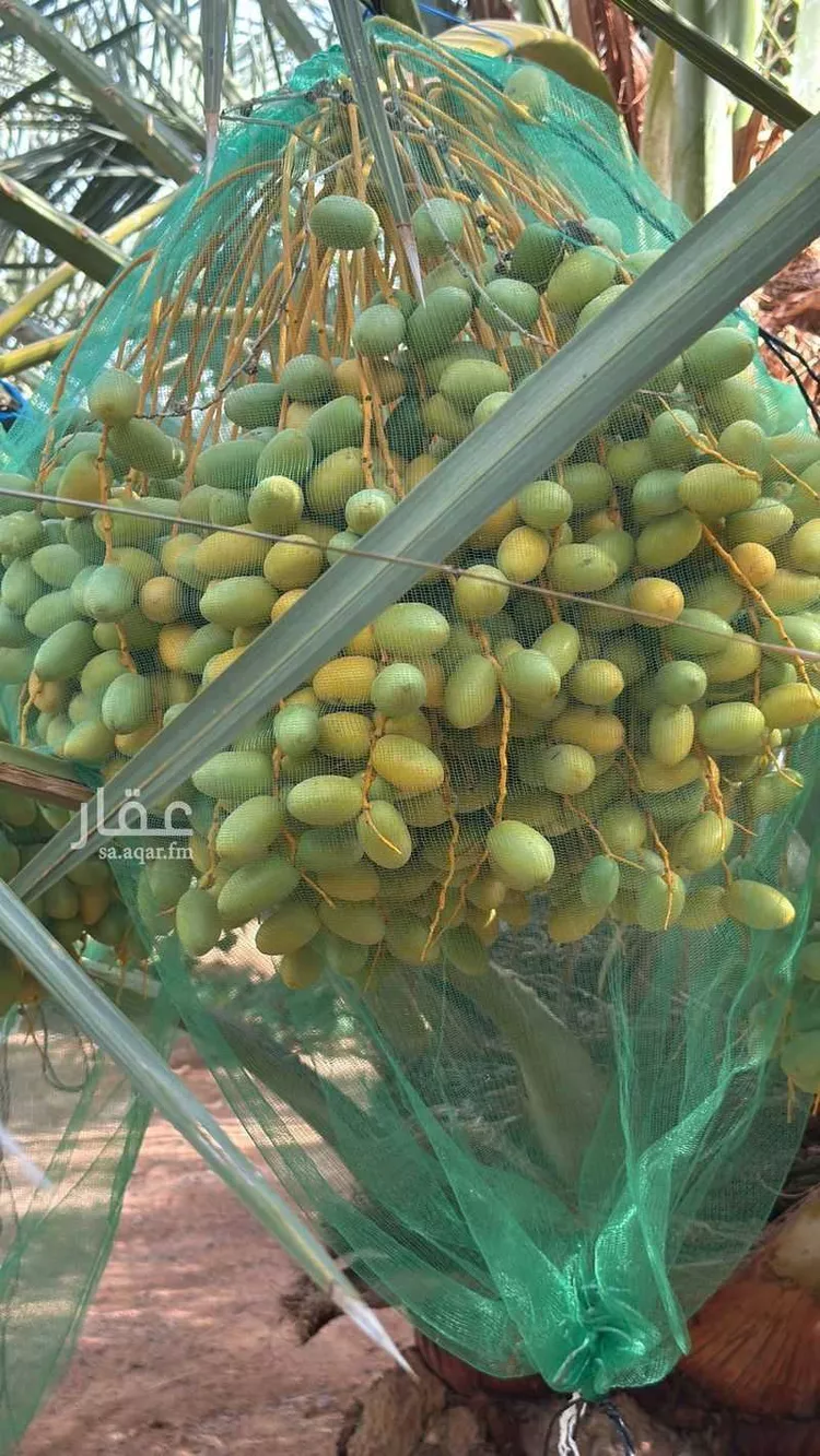 Farm for Sale in Hail An Nasim صورة 4