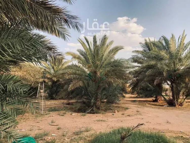 مزرعة للبيع في شارع عبدالله بن عبدالعزيز , مدينة حوطه سدير, منطقة الرياض صورة 3