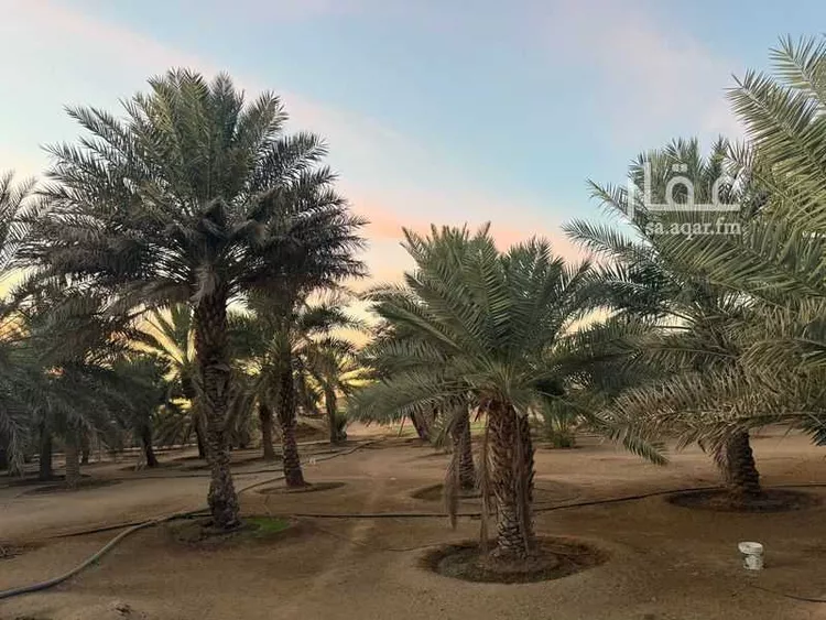 مزرعة للبيع في شارع 0000, حي مزارع المغيدير, مدينة مزارع المغيدير, منطقة الرياض 10