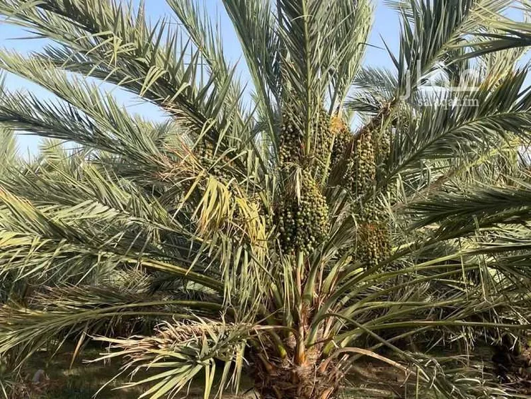 مزرعة للبيع في شارع ابار الماشي 880, حي ابيار الماشي, مدينة المدينة المنورة, منطقة المدينة المنورة 6