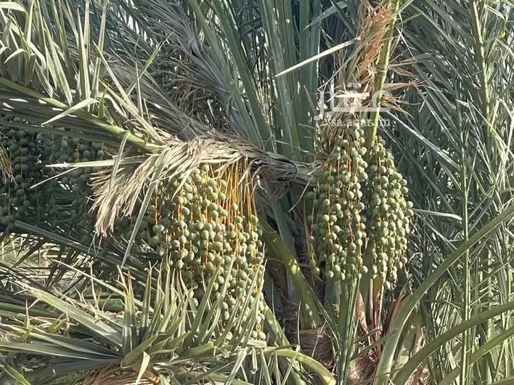 مزرعة للبيع في شارع ابار الماشي 880, حي ابيار الماشي, مدينة المدينة المنورة, منطقة المدينة المنورة صورة 3