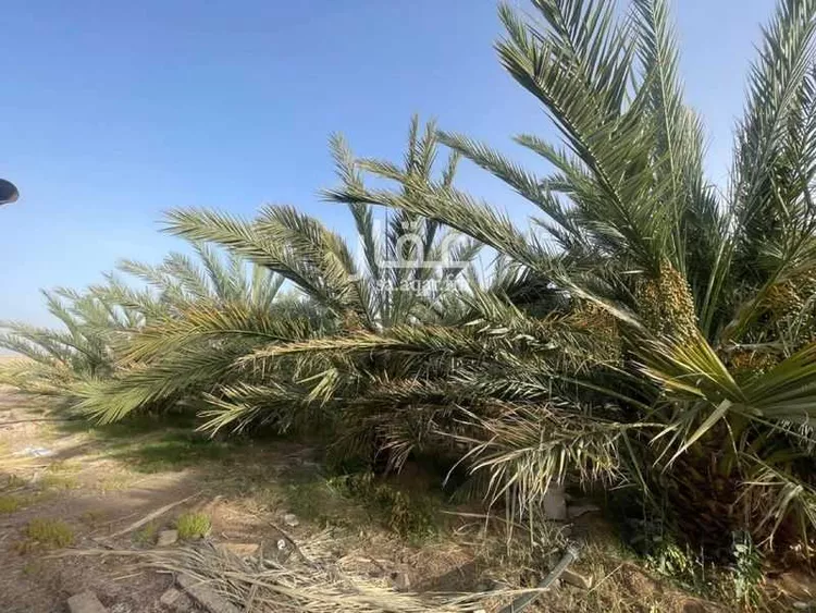 مزرعة للبيع في شارع ابار الماشي 880, حي ابيار الماشي, مدينة المدينة المنورة, منطقة المدينة المنورة صورة 5