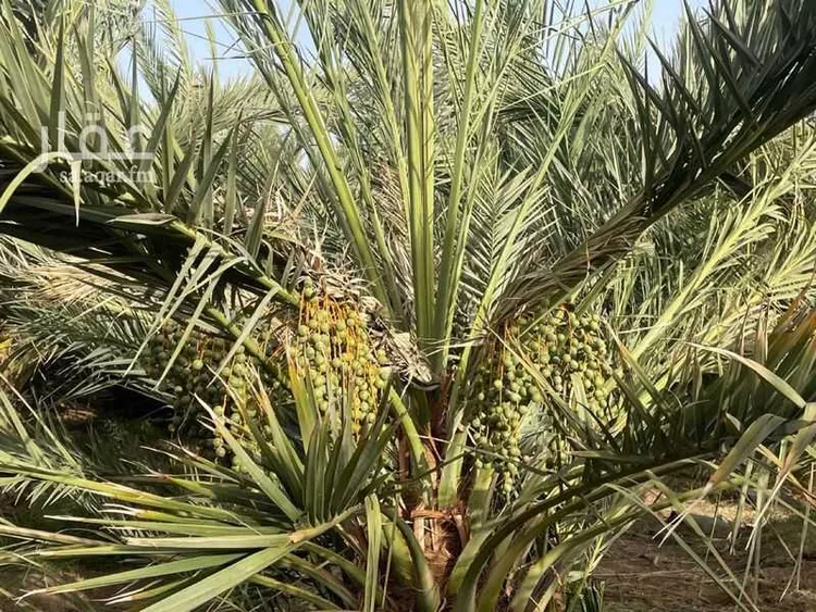 مزرعة للبيع في شارع ابار الماشي 880, حي ابيار الماشي, مدينة المدينة المنورة, منطقة المدينة المنورة