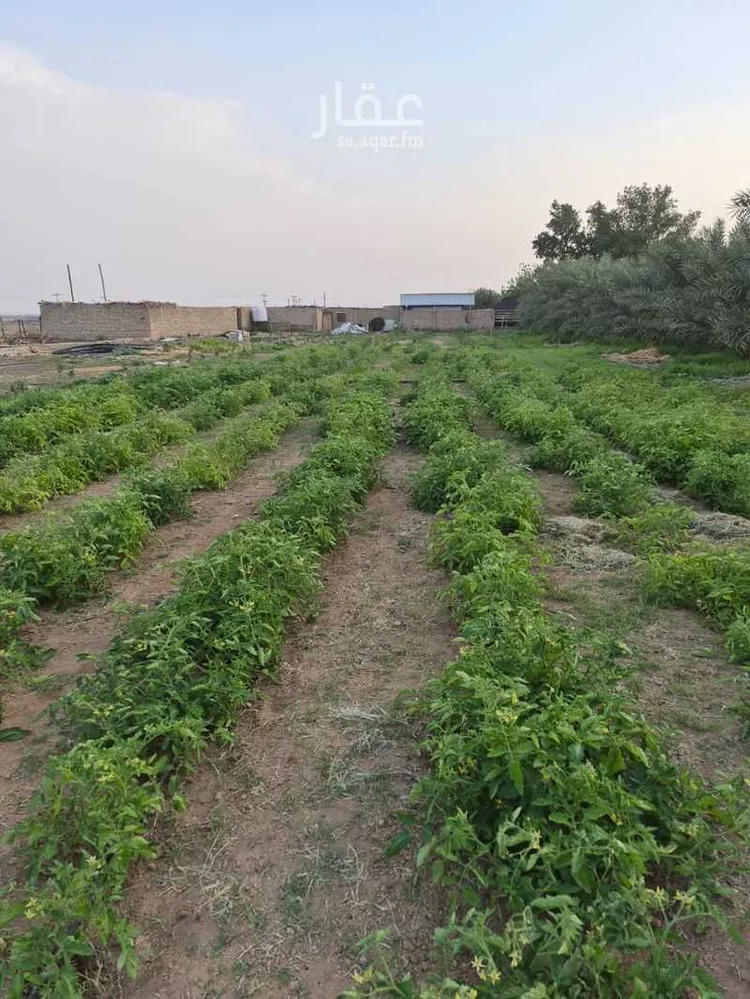 مزرعة للبيع في شارع ابار الماشي 880, حي ابيار الماشي, مدينة المدينة المنورة, منطقة المدينة المنورة 7