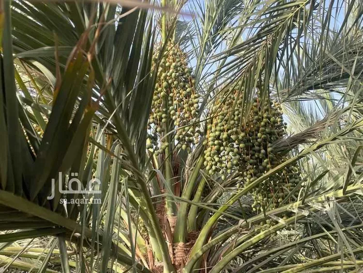 مزرعة للبيع في شارع ابار الماشي 880, حي ابيار الماشي, مدينة المدينة المنورة, منطقة المدينة المنورة صورة 2