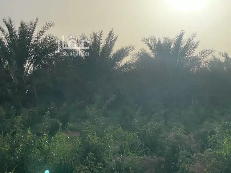 مزرعة للبيع في شارع ابار الماشي 880, حي ابيار الماشي, مدينة المدينة المنورة, منطقة المدينة المنورة 8