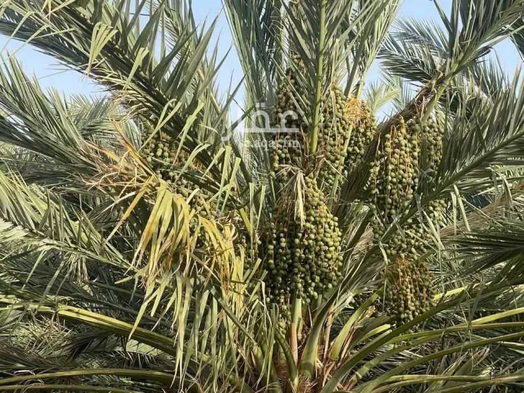 مزرعة للبيع في شارع ابار الماشي 880, حي ابيار الماشي, مدينة المدينة المنورة, منطقة المدينة المنورة صورة 4
