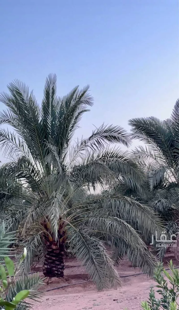 مزرعة للبيع في مدينة حائل, منطقة حائل صورة 3