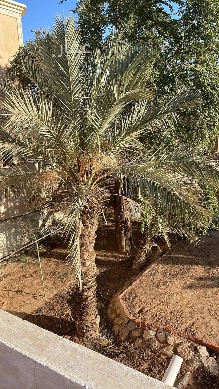 استراحة للإيجار في شارع 3174218, حي عقرباء, مدينة امارة منطقة الرياض - الجبيله, منطقة الرياض صورة 2